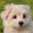 DogLover1