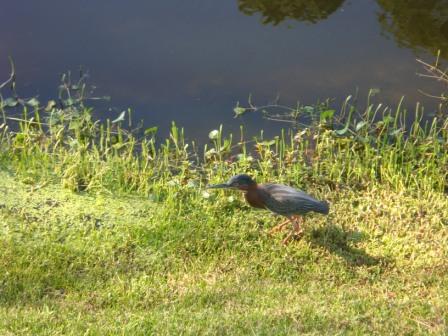 Bird at Pond in Sandestin Florida
