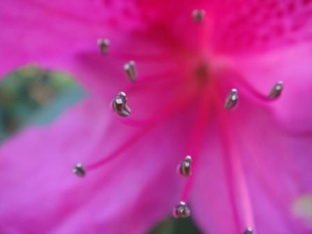 Flower Close Up