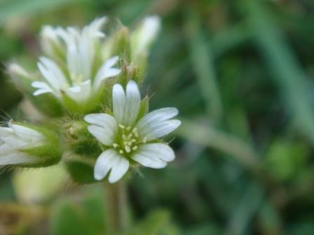 White Flower