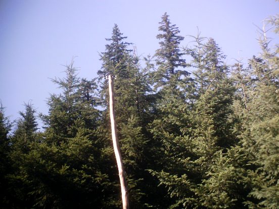 Fire caught a dragonfly. Look close at the top of the stick and you can see the wings. Also, sunny!