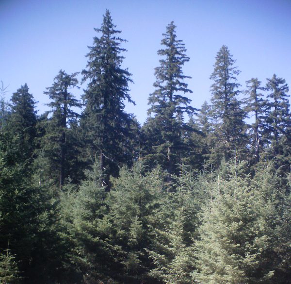 Go between the two tallest trees in the middle there, and you&#039;ve stepped into the woods....