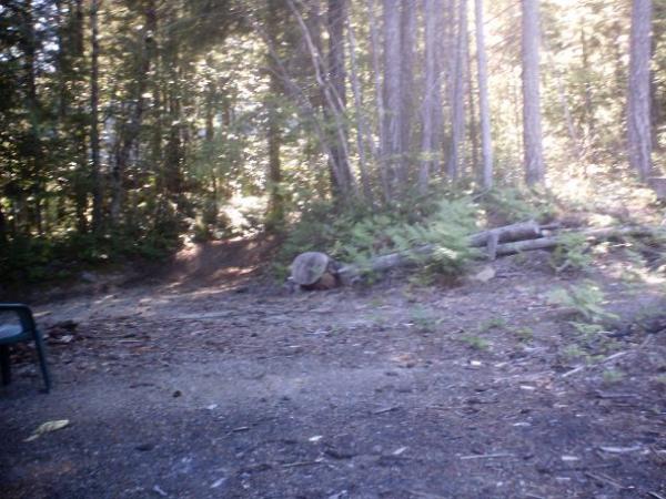 Our back yard. Just to the left of the picture is our fire pit, but you can&#039;t see it. You...