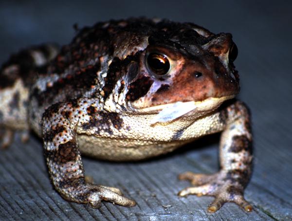This toad is in mid-meal.  The wing of his latest catch is still sticking out of his mouth.