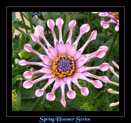 Spring Bloomer Series 2