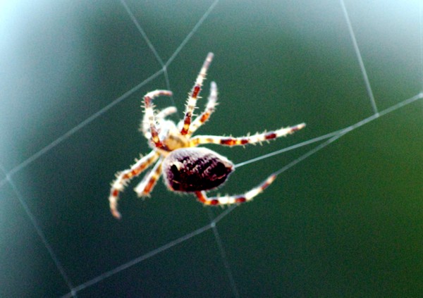 I was fortunate to spot this spider in the process of spinning a web between two evergreen...