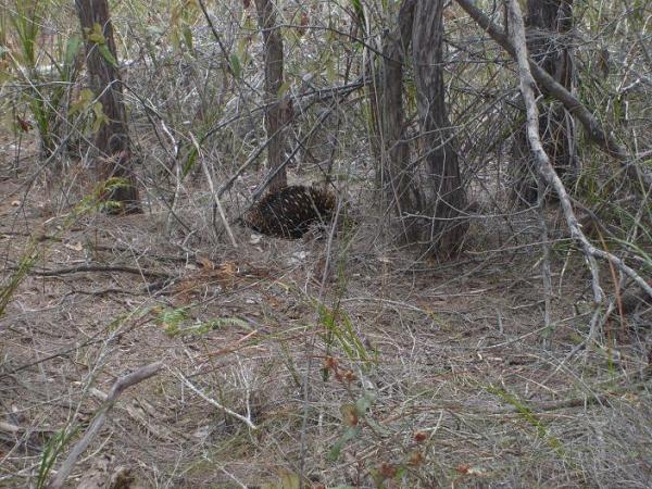 26 - An Echidna  in the wild.  We saw it heading back to the car. It saw us and bolted. I had to...