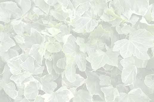 Leaves1