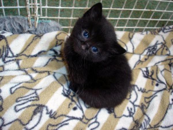 This is Harley Davidson my lovely fluffy bottomed hooligan , Harley is now 16 weeks old and has...