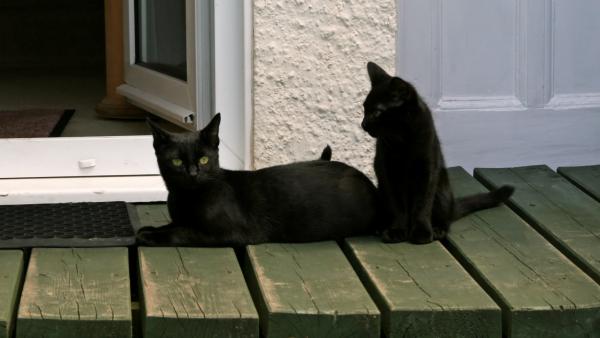 This is Sophie and Harley now , he&#039;s grown quite a bit to say the least .