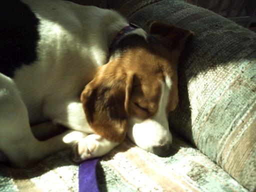 my baby gurl seeping on the chair