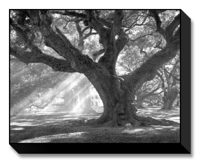 oak tree love