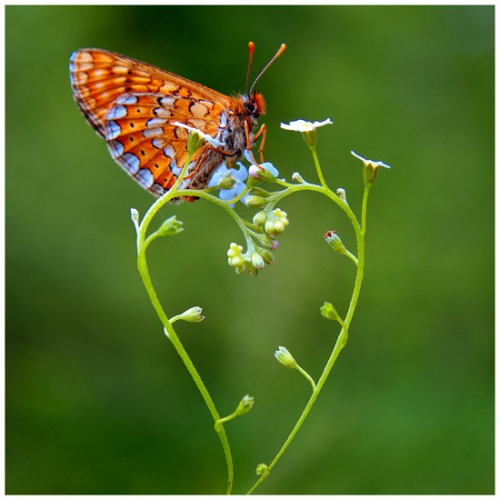 butterfly