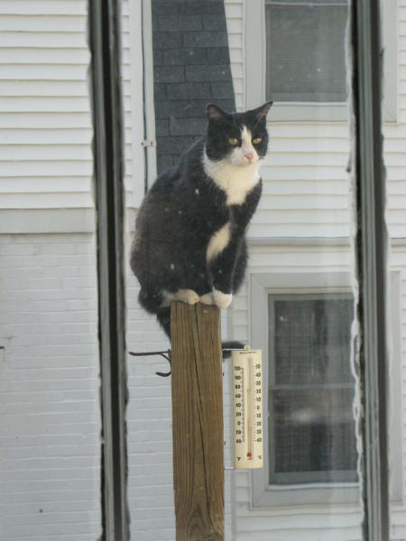 My cat is absolutely adorable.