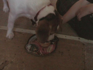 my dog