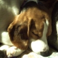 my baby gurl seeping on the chair