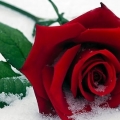 rose