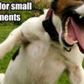 flying JRT